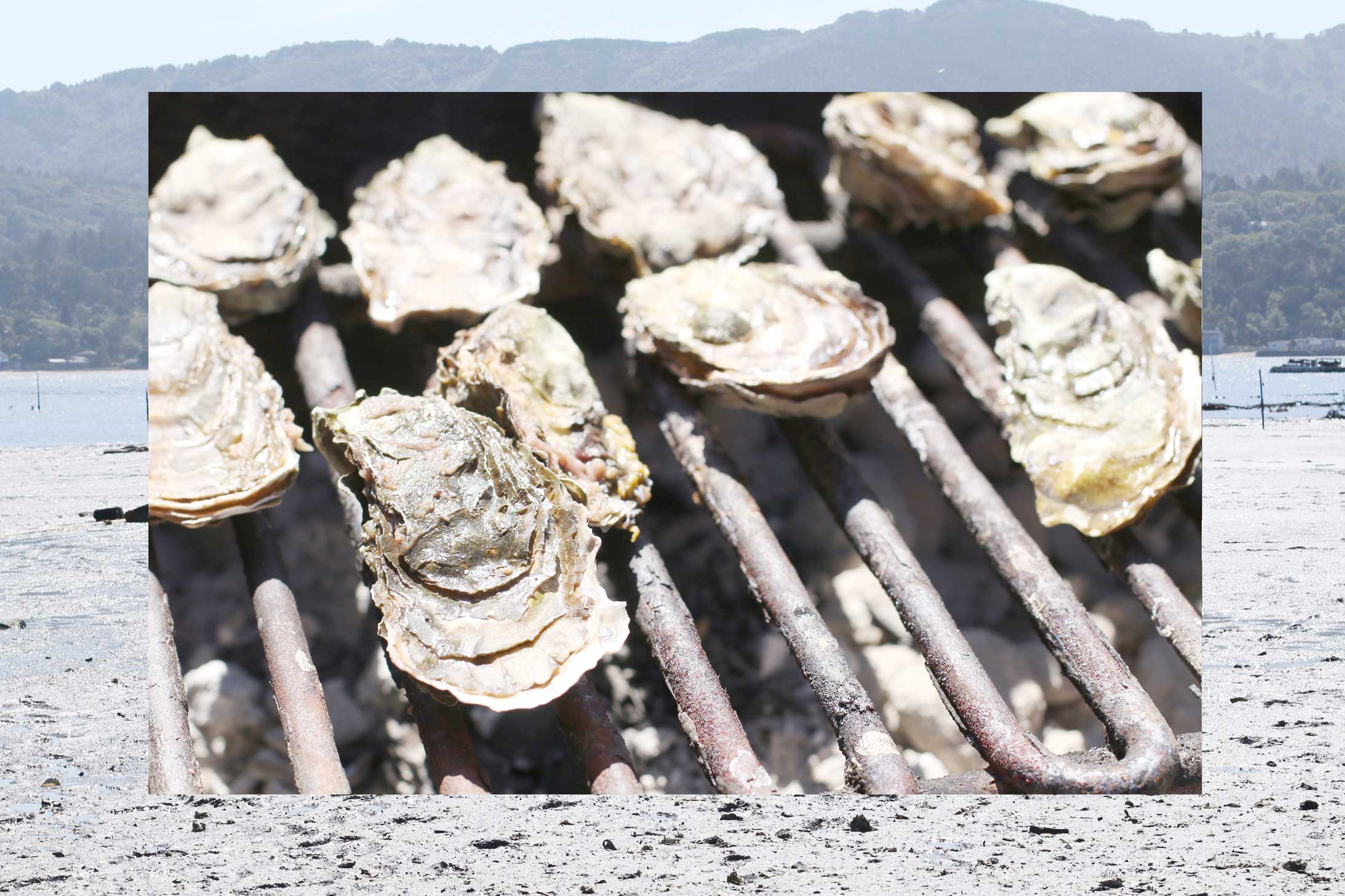 tomales bay oysters